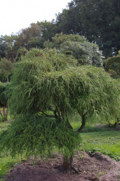 Chamaecyparis pisifera Filifera Nana Bonsai  - Grüne Zwergfadenzypresse - 150