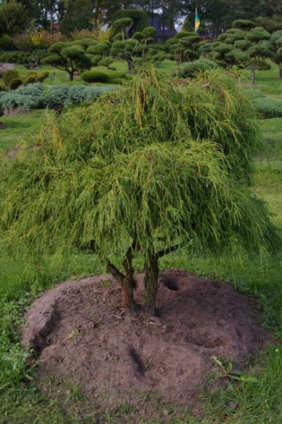 Chamaecyparis pisifera Filifera Nana Bonsai  - Grüne Zwergfadenzypresse - 150