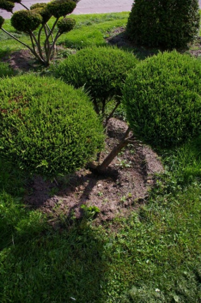 Juniperus media Mint Julep Bonsai - Mintfarbener Strauchwacholder - 100-120