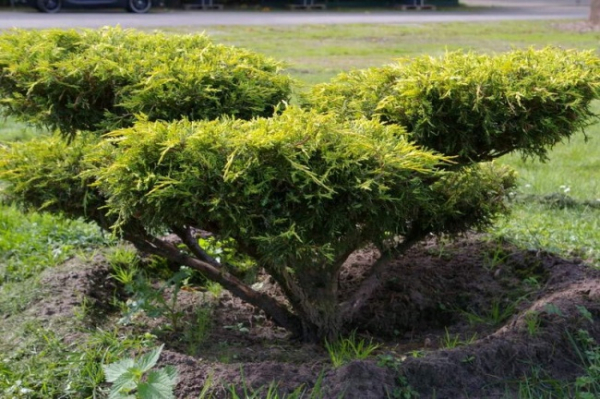 Juniperus media Sungold Bonsai  - Grüngelbe Fadenzypresse - 140