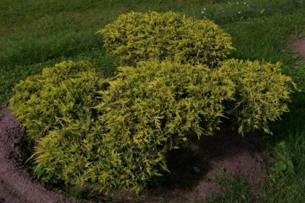 Juniperus media Sungold Bonsai  - Grüngelbe Fadenzypresse - 140