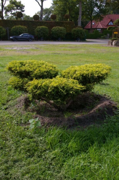 Juniperus media Sungold Bonsai  - Grüngelbe Fadenzypresse - 140