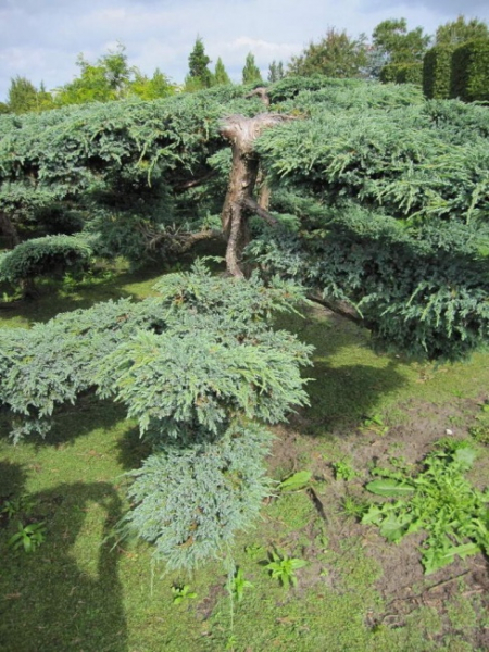 Juniperus squamata Blue Carpet - Blauer Kriechwacholder -  175-200