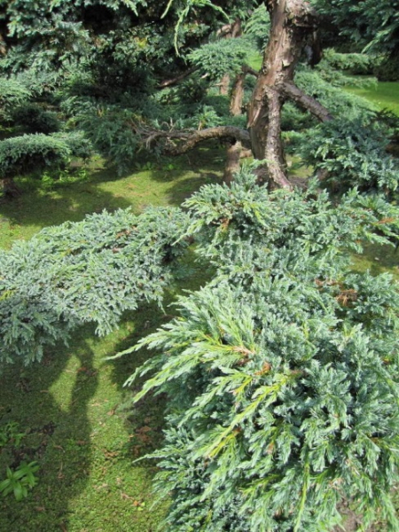 Juniperus squamata Blue Carpet - Blauer Kriechwacholder -  175-200