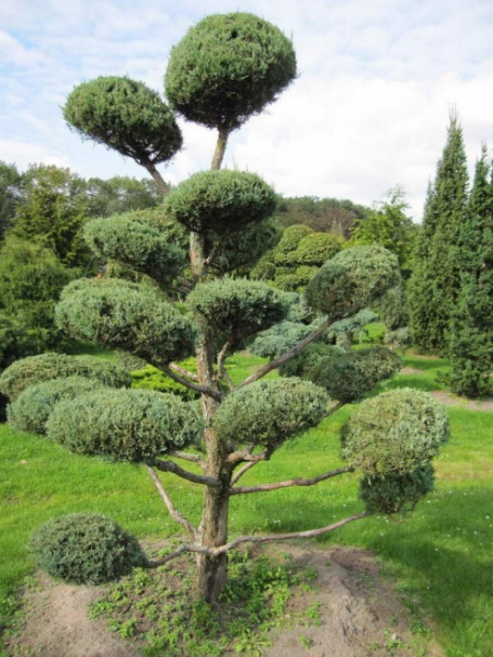 Juniperus virginiana Glauca Bonsai  - Blauer Virginia-Wacholder - 200-225