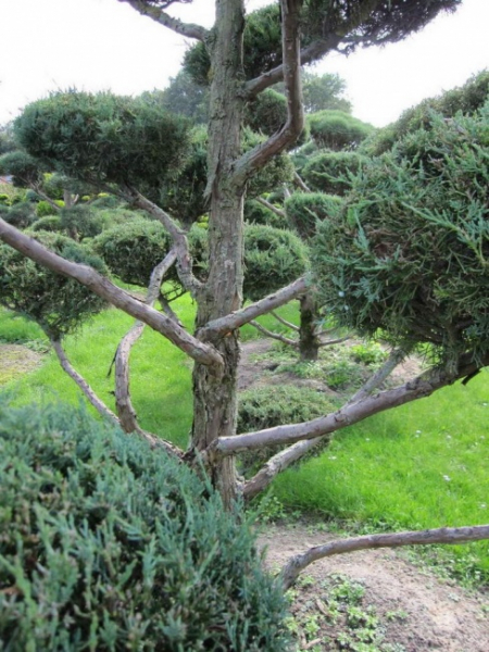 Juniperus virginiana Glauca Bonsai  - Blauer Virginia-Wacholder - 200-225
