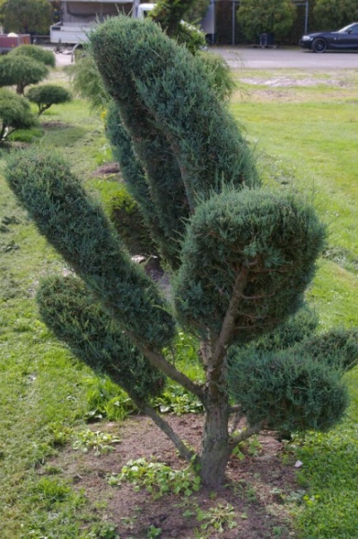 Juniperus virginiana Grey Owl Bonsai - Staruchwacholder Gray Owl -  150-175