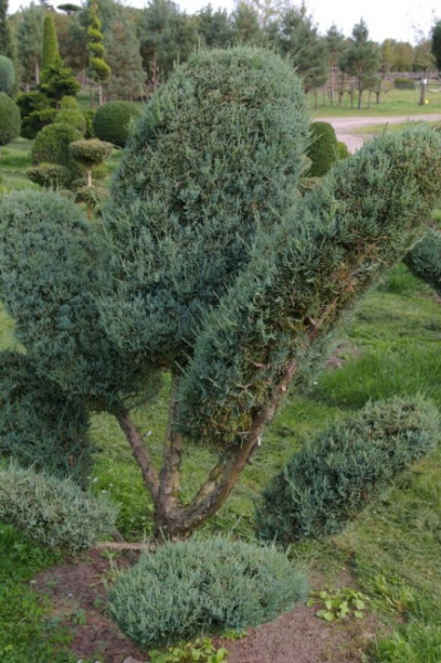 Juniperus virginiana Grey Owl Bonsai - Staruchwacholder Gray Owl -  150-175