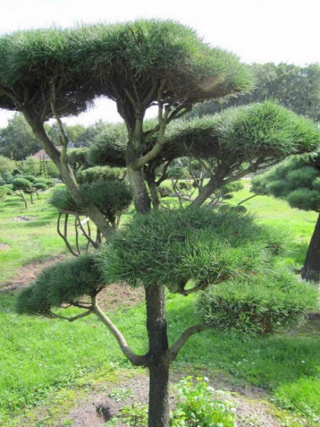 Pinus contorta Bonsai - Drehkiefer - Küstenkiefer - 150-200