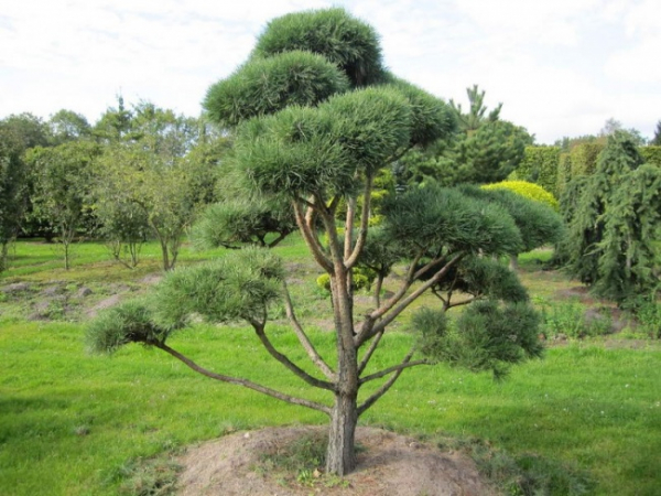 Pinus contorta Bonsai - Drehkiefer - Küstenkiefer - 300-400