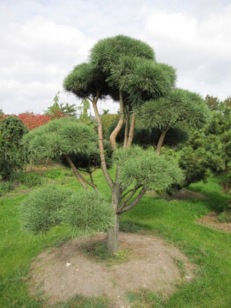 Pinus contorta Bonsai - Drehkiefer - Küstenkiefer - 300-400