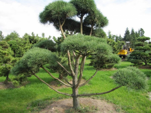 Pinus contorta Bonsai - Drehkiefer - Küstenkiefer - 300-400