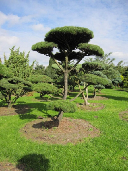 Pinus contorta Bonsai - Drehkiefer - Küstenkiefer - 350-400