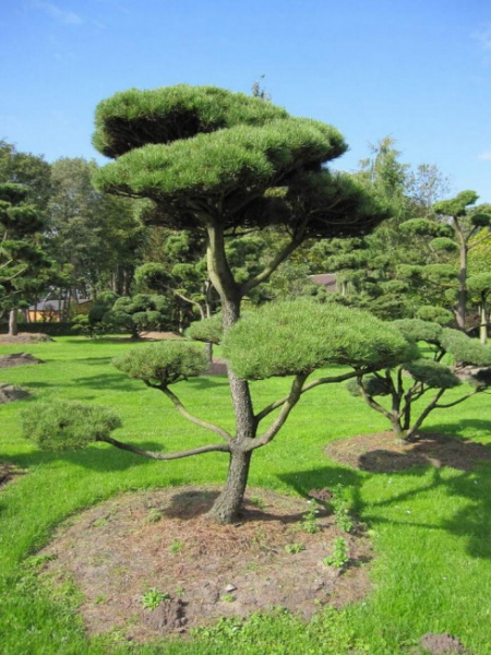 Pinus contorta Bonsai - Drehkiefer - Küstenkiefer - 350-400