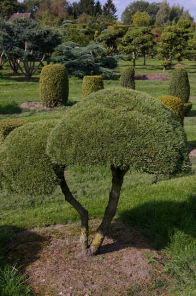 Pinus mugo Mops Bonsai - Zwergkiefer Mops - 150-175