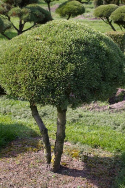 Pinus mugo Mops Bonsai - Zwergkiefer Mops - 150-175