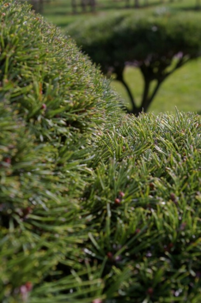 Pinus mugo Mops Bonsai - Zwergkiefer Mops - 150-175