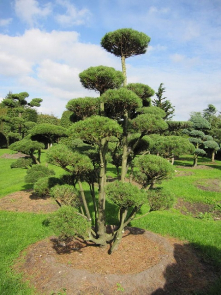 Pinus mugo Bonsai - Bergkiefer - Bergföhre -  300-350