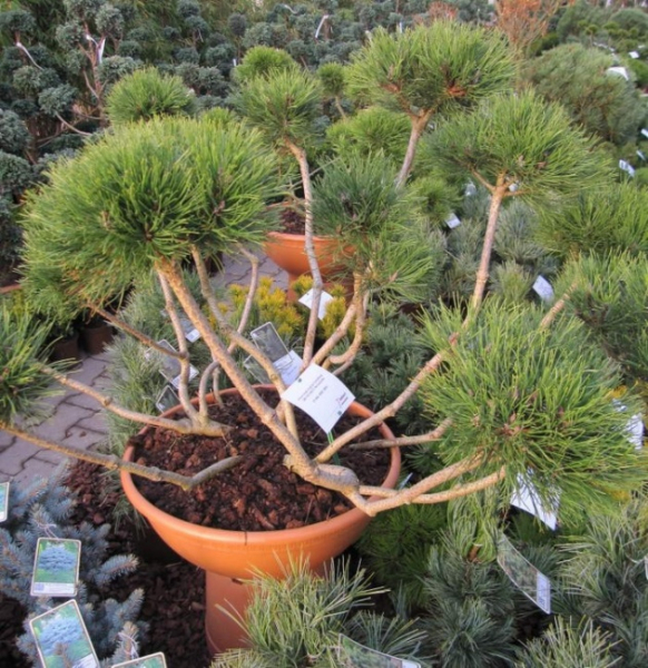 Pinus mugo mughus Bonsai  - Bergkiefer - 80-100