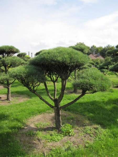 Pinus sylvestris Norske Typ Bonsai  - Skandinavische Waldkiefer - 175-200