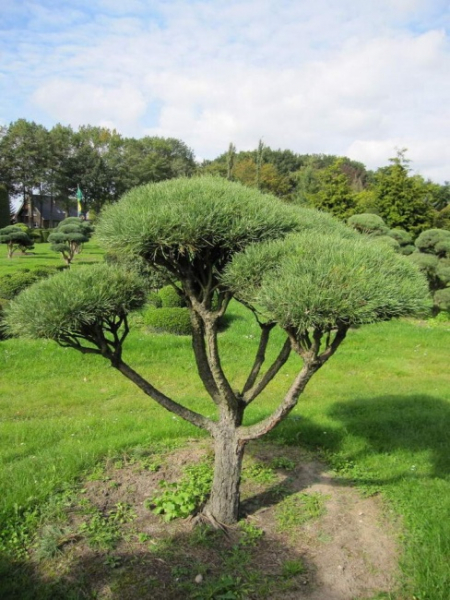 Pinus sylvestris Norske Typ Bonsai  - Skandinavische Waldkiefer - 175-200