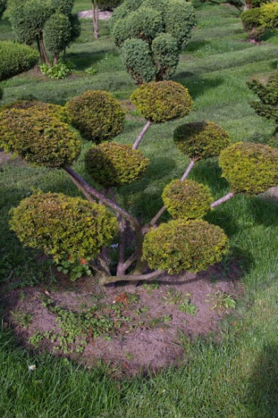 Taxus baccata Aurea Bonsai - Goldeibe - 140
