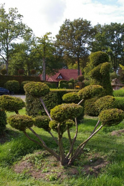 Taxus baccata Aurea Bonsai - Goldeibe - 140