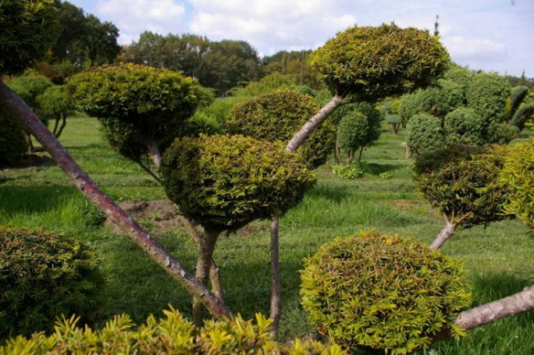 Taxus baccata Aurea Bonsai - Goldeibe - 140