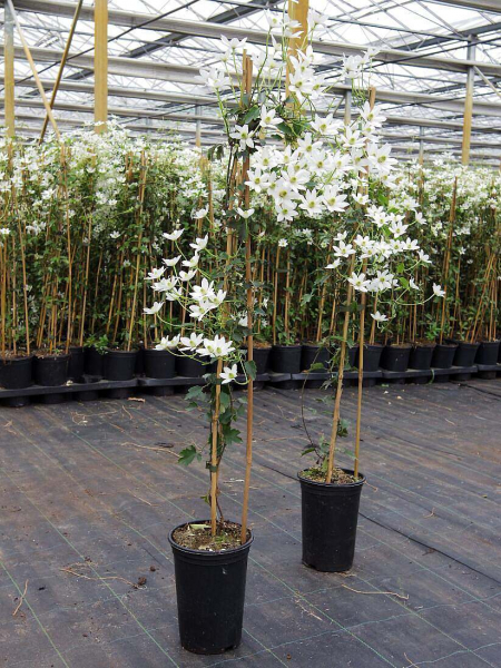 Clematis Michiko Evpo044(N) Boulevard™ - Waldrebe 60-80 cm weiße Blüte