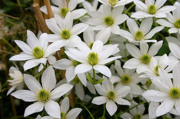 Clematis Michiko Evpo044(N) Boulevard™ - Waldrebe 60-80 cm weiße Blüte