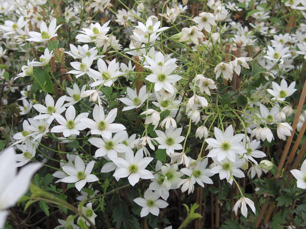 Clematis Michiko Evpo044(N) Boulevard™ - Waldrebe 60-80 cm weiße Blüte
