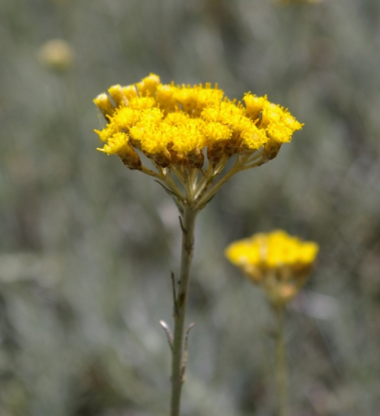 Helichrysum italicum - Currykraut - Strauchstrohblume