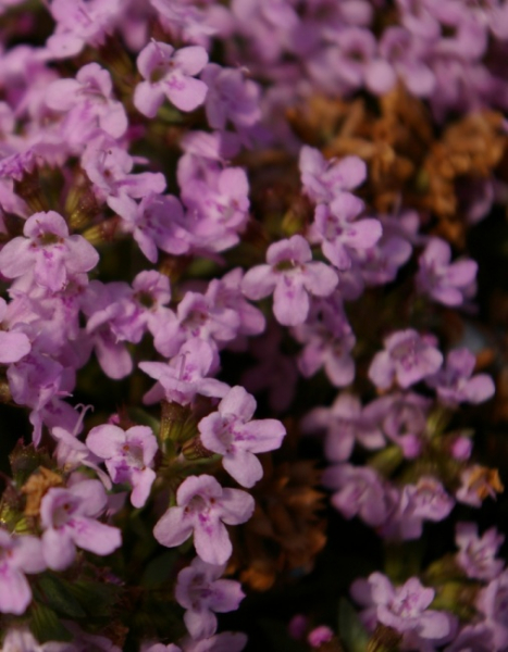Thymus herba-barona - Kümmelthymian -