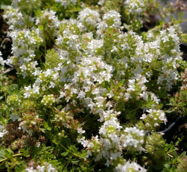 Thymus serpyllum Annabel - Teppich-Thymian - Feld-Thymian -