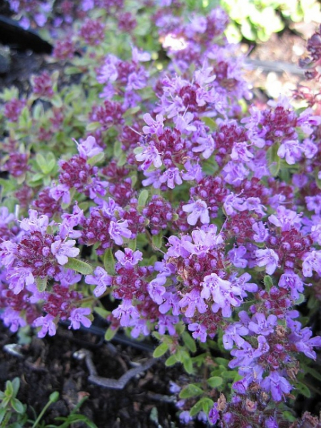 Thymus serpyllum Coccineus - Teppich-Thymian - Feld-Thymian -