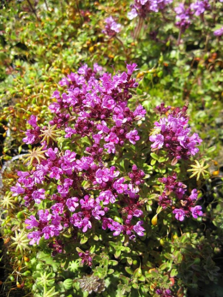 Thymus serpyllum Coccineus - Teppich-Thymian - Feld-Thymian -