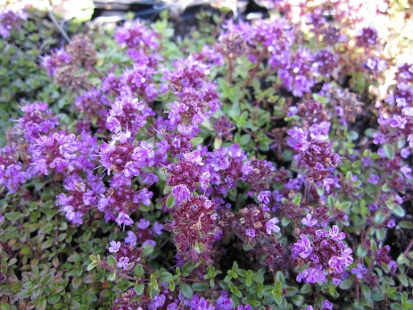 Thymus serpyllum Coccineus - Teppich-Thymian - Feld-Thymian -