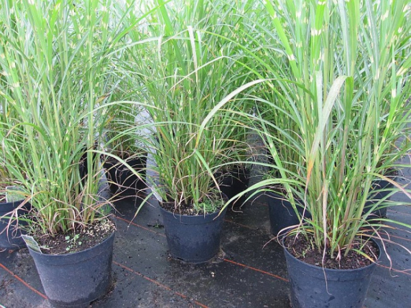 Chinaschilf Circus Miscanthus