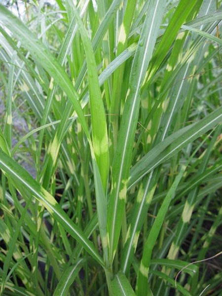 Chinaschilf Circus Miscanthus