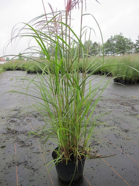 Chinaschilf Ferner Osten Miscanthus