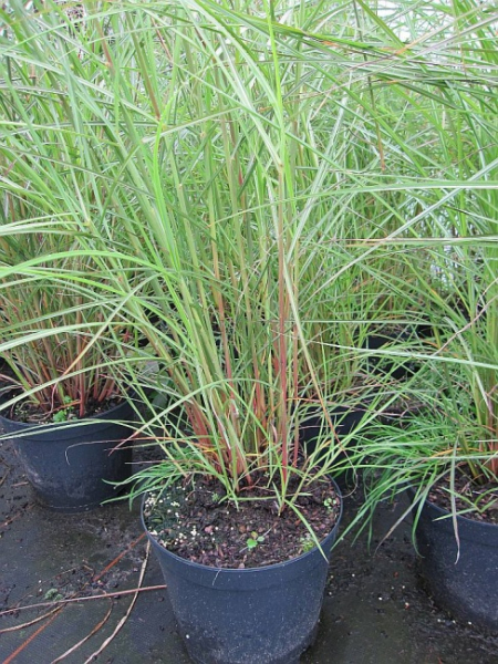 Chinaschilf Flamingo Miscanthus