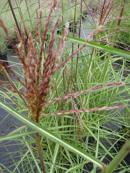 Garten-Chinaschilf Nippon