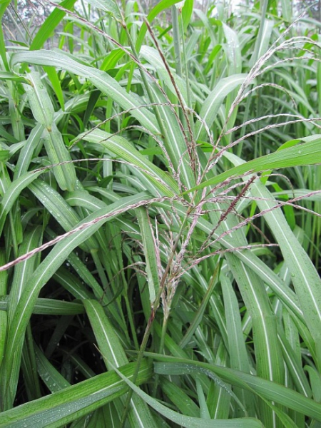 Gartenschilf Silberfeder Miscanthus
