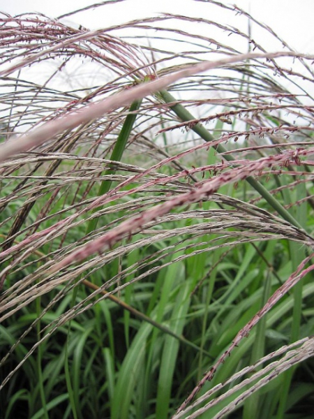 Gartenschilf Silberfeder Miscanthus