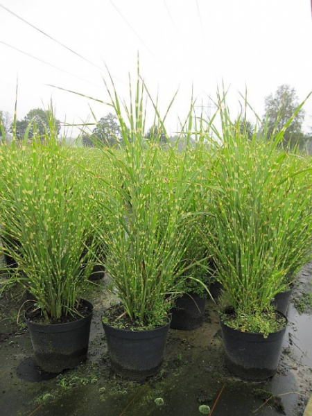Chinaschilf Zebragras