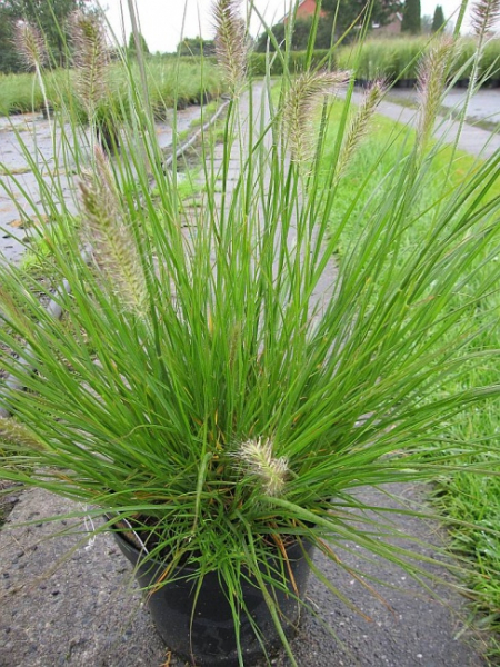 Pennisetum alopecuroides Cassian - Garten-Federborstengras - Lampenputzergras