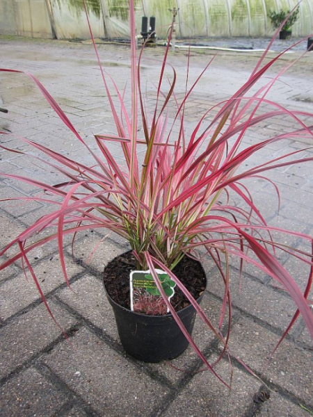 Pennisetum setaceum Fireworks - Rotes borstiges Lampenputzergras