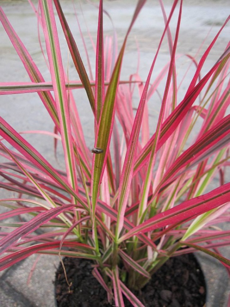 Pennisetum setaceum Fireworks - Rotes borstiges Lampenputzergras