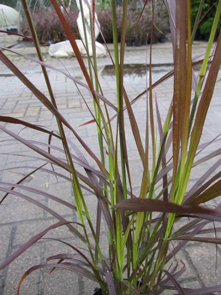 Pennisetum setaceum Red Fox - Rotes Federborstengras
