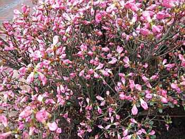 Rhododendron obtusum "Babuschka" 25-30